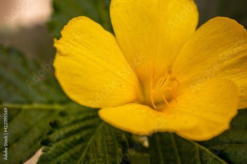 yellow flower Talia 