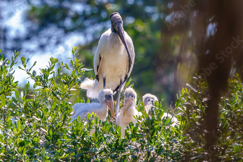 Mama Wood Stork with Chicks on the Nest