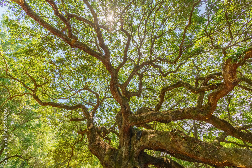 the Branches of the Angel Oak Tree