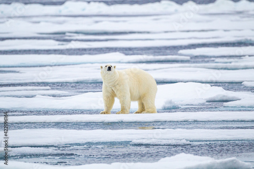 Polar bear in the vast ice expanse of the Arctic ocean.