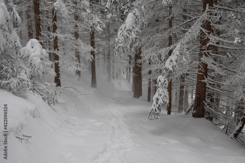 Fototapeta premium Schneeschuhwanderung Farrenpoint