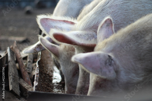 photograph of pink pigs eating food feed from a trough splashing food in pigpen on farm 