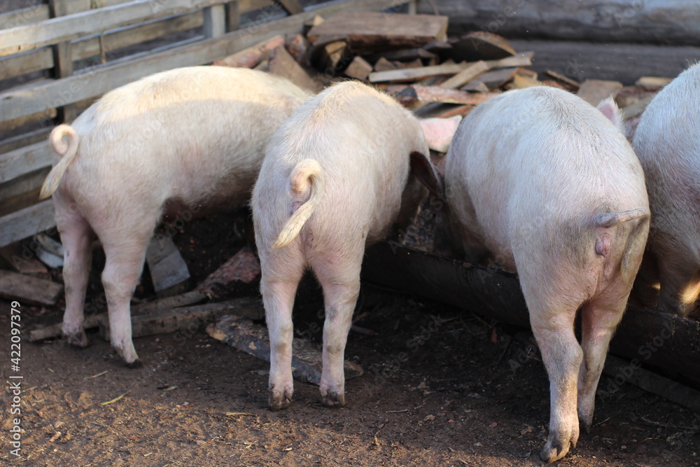 photograph of pink pigs eating food feed from a trough splashing food in pigpen on farm photograph of pink pigs eating food feed from a trough splashing food in pigpen on farm