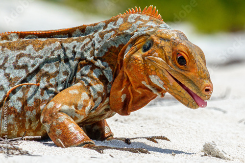 Sandy Cay Iguana, Sandy Cay Exuma, Bahamas photo