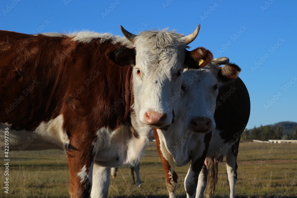 Cow Looking at Camera Curiously Red White Heifers with Sharp Horns Grazing on Pasture 