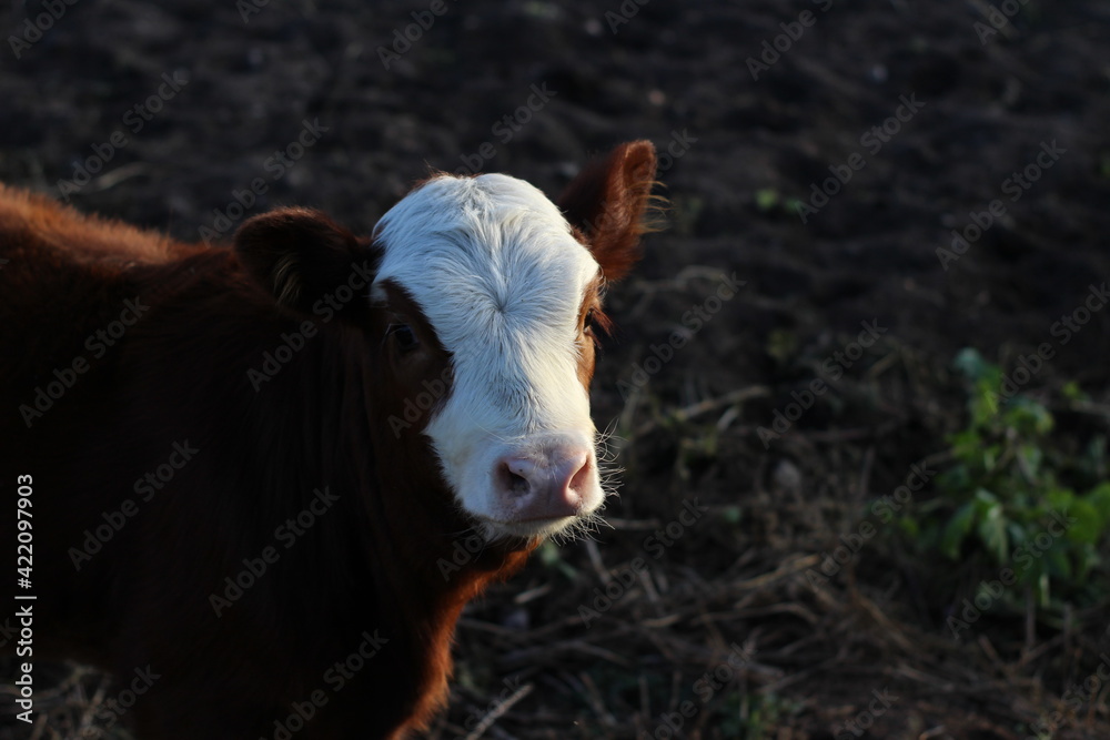 photograph of funny calf red white head baby cow cattle with pink nose looking at the camera in sunset light photograph of funny calf red white head baby cow cattle with pink nose looking at the camera in sunset light