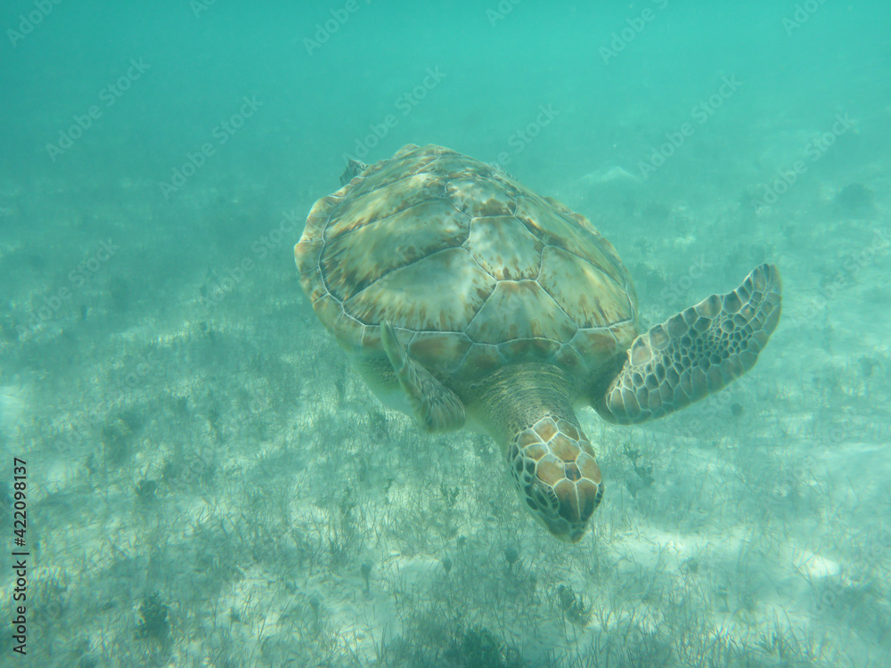 Obraz premium Turtles Swimming at Hooper's Bay Exuma Bahamas