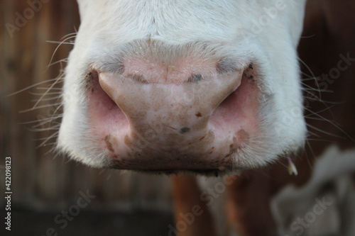 cow pink nose snout close-up photograph of fluffy red white cow bull with wet nostrils © Tungalag