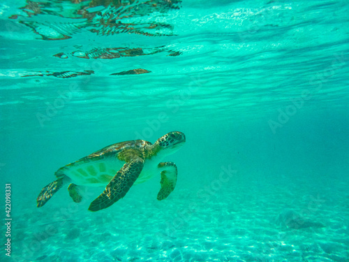 Turtles Swimming at Hooper s Bay Exuma Bahamas