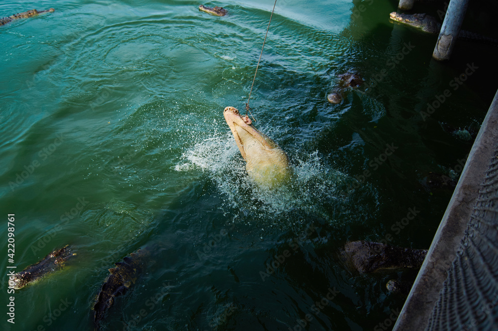 Obraz premium Feeding crocodiles from a fishing rod with raw meat at a crocodile farm in the river. Thailand