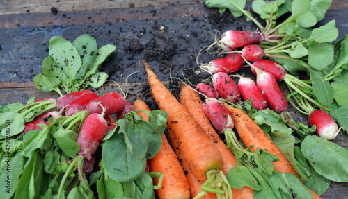 carrots and radishes freshly harvested in garden and put on a plank