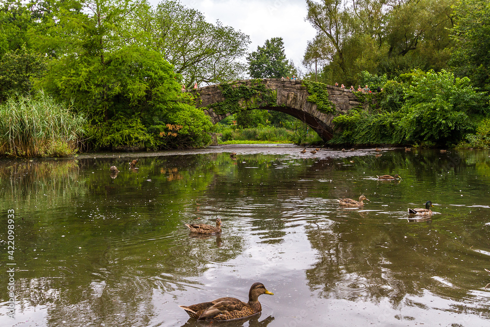 Ducks swimming in the pond near Gapstow Bridge in Central Park Ducks swimming in the pond near Gapstow Bridge in Central Park