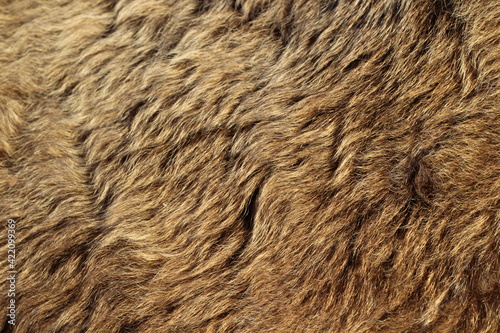 Animal fur texture Background hair gray color