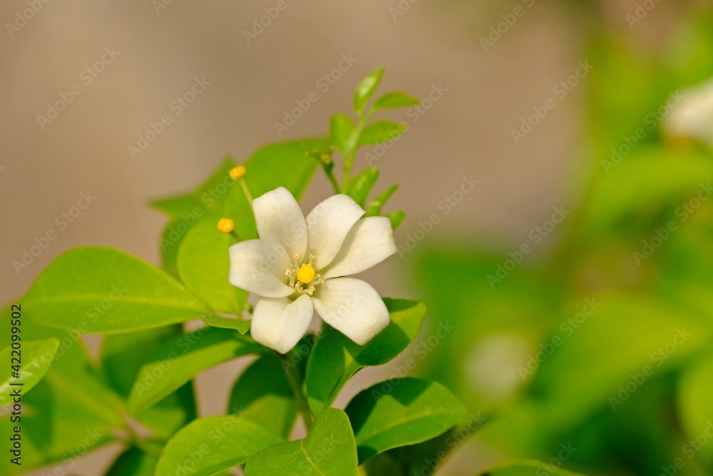 Beautiful blooming Orange jasmine (Murraya paniculata) with blurred green leaves background. Beautiful blooming Orange jasmine (Murraya paniculata) with blurred green leaves background.