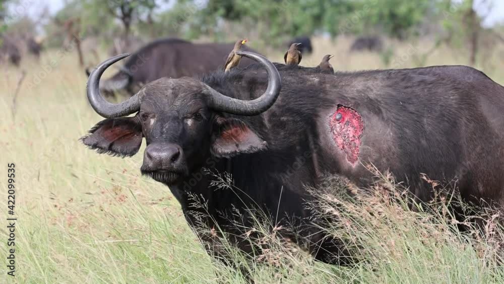 African buffalo cow with a wound on her side, oxpeckers on her back African buffalo cow with a wound on her side, oxpeckers on her back