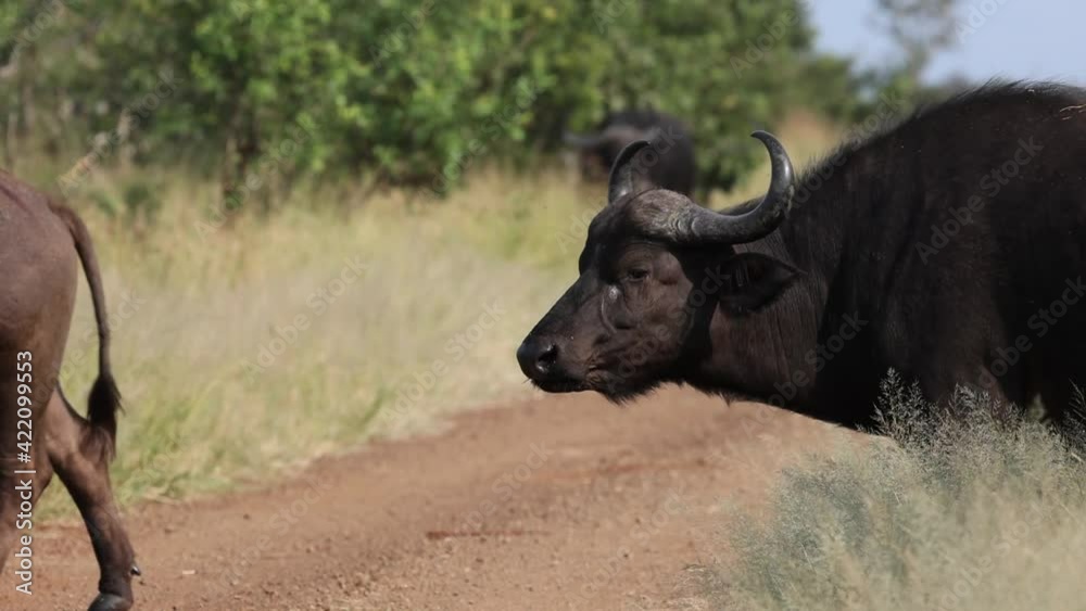 Buffalo herd crossing the road in Kruger Buffalo herd crossing the road in Kruger