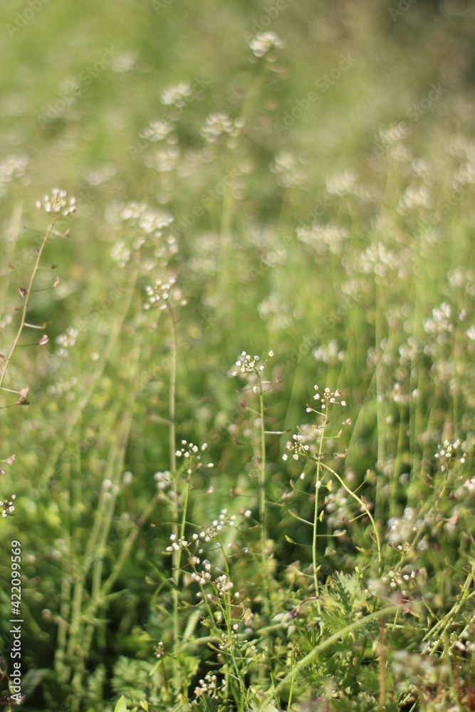 Summer Background with tiny white flowers and green grass on meadow in daylight