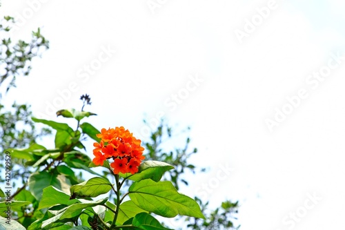 Cordia sebestena flowers (Geiger tree) with blurred background. photo