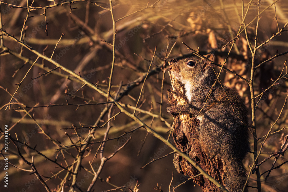 Obraz premium squirrel in the woods