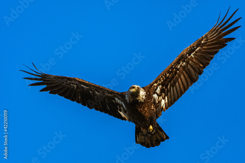 eagle in flight