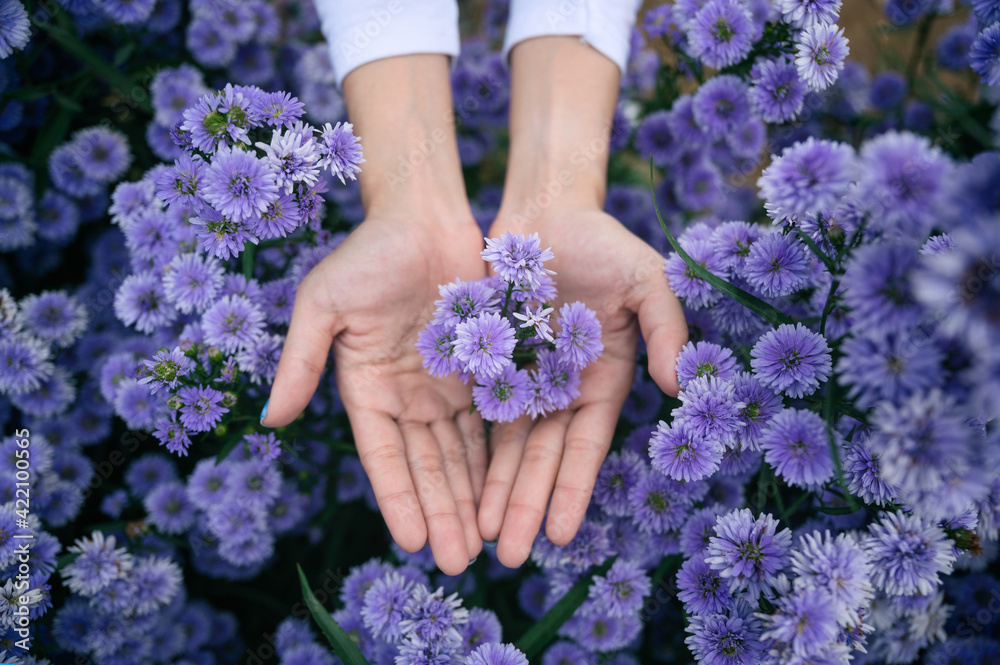 Woman palm holding purple Margaret flower blossom in the garden Woman palm holding purple Margaret flower blossom in the garden