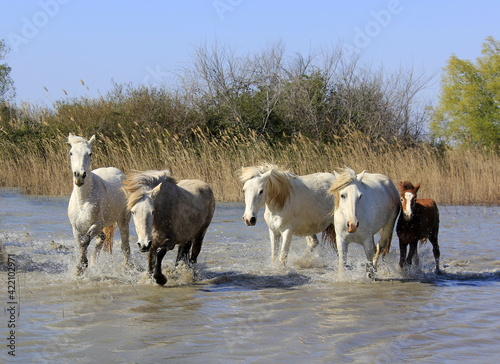 chevaux dans les marais