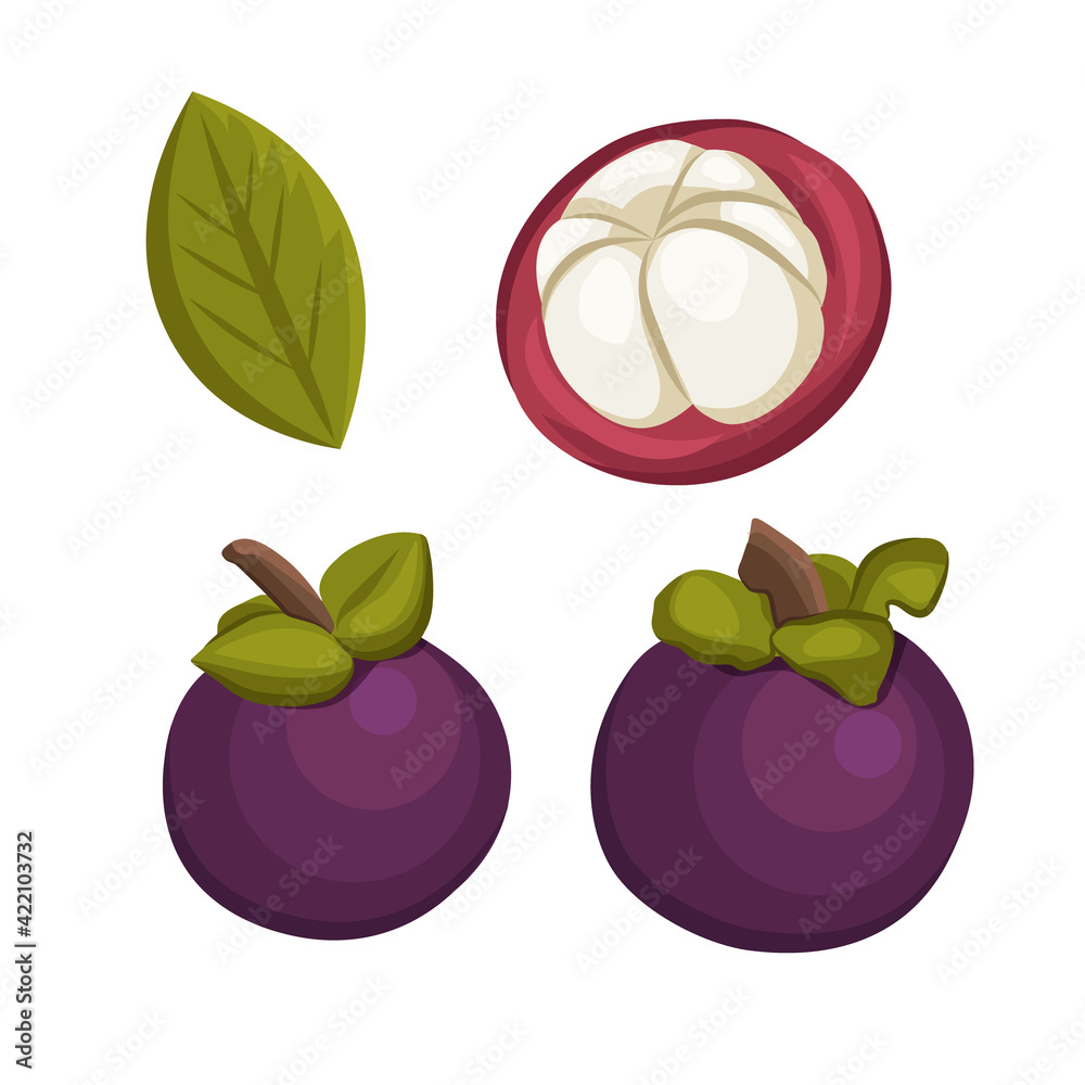 Mangosteen fruit sketch vector illustration. Hand drawn mangosteen ...