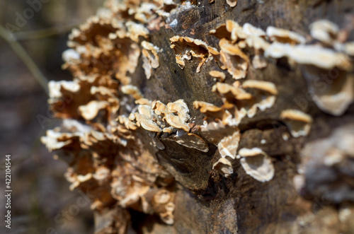 Fungus grows on decaying wood