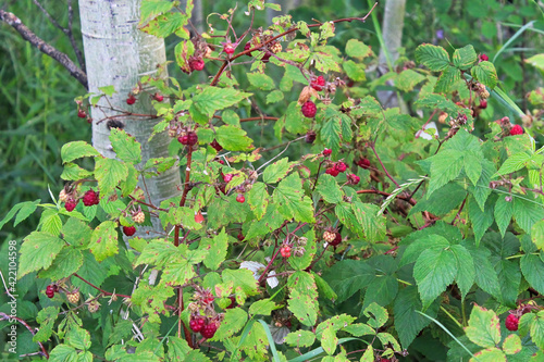 Принти на полотні Wild raspberry bushes growing in the forest with red berries