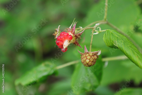 Wild raspberry that has been partically picked photo
