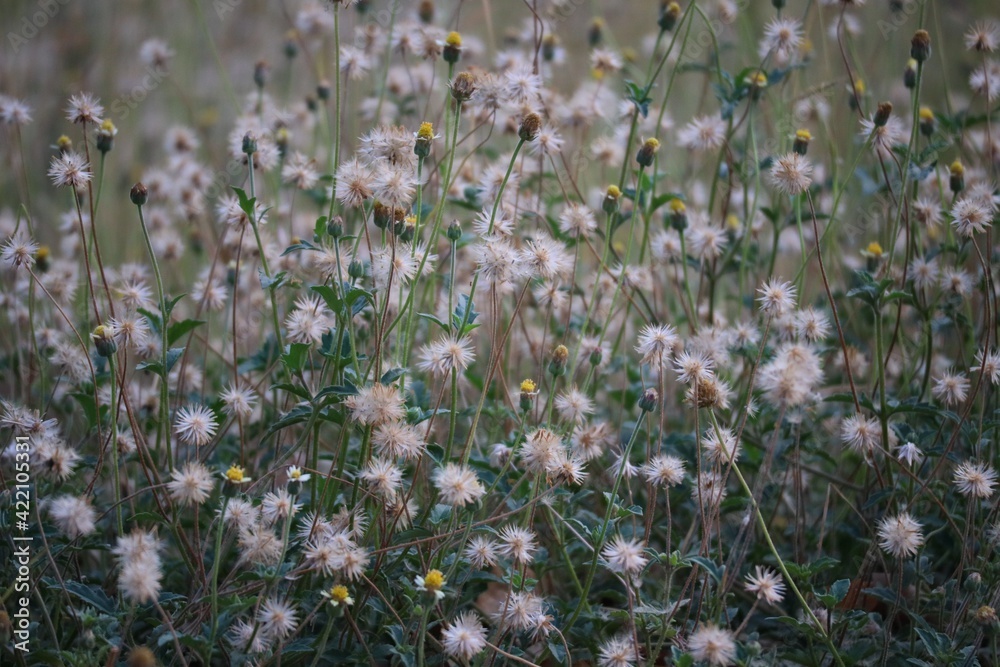 Obraz premium field of flowers