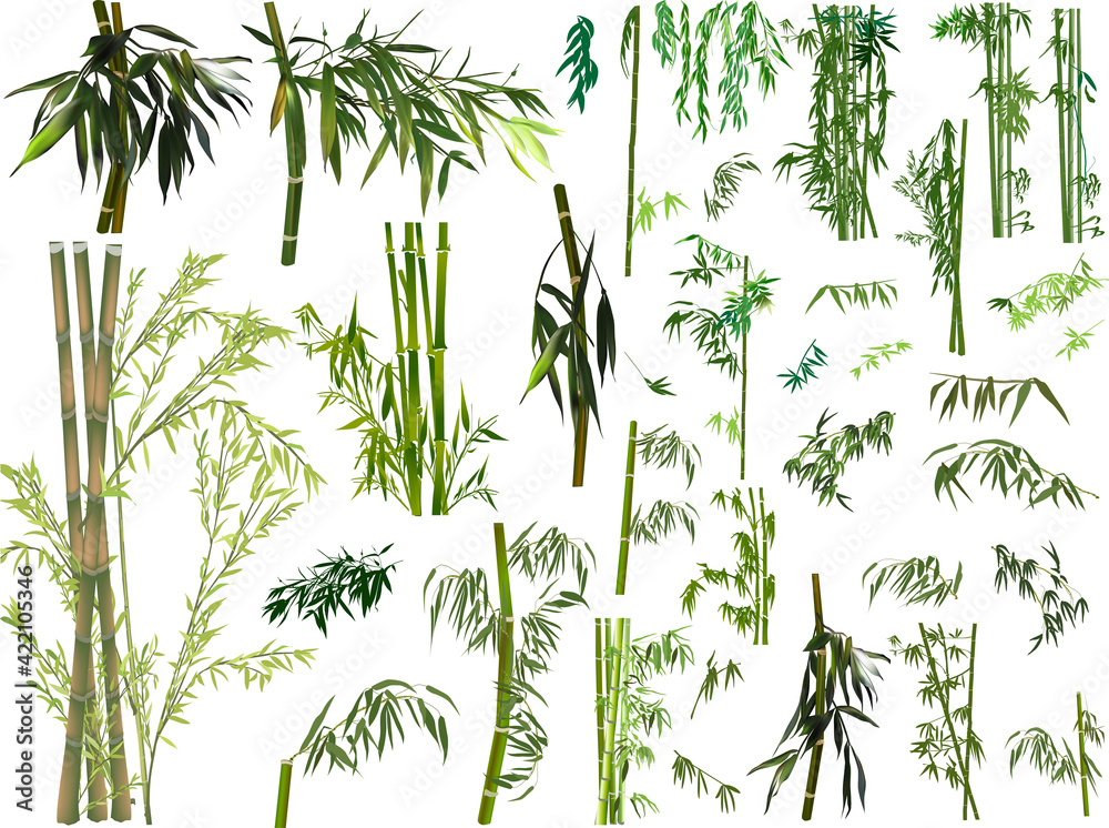 isolated large set of dark green bamboo branches - obrazy, fototapety, plakaty 