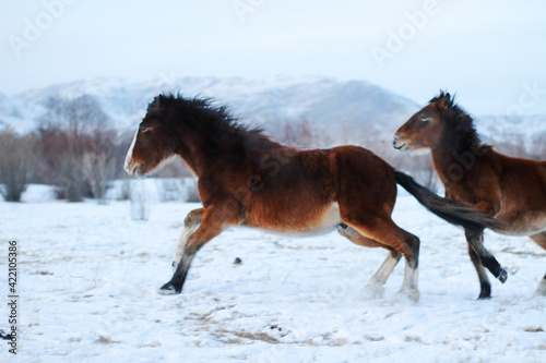 Herd of Horses Running on Winter Snow Land. Beautiful Bay Chestnut  Gray Mare and Stallion with Fluffy Fur Mane and Tails