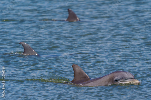 Kiawah River Dolphins Strandfeeding, Viewed From Seabrook Island photo