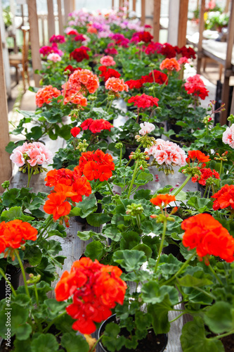multicolored bright pelargoniums in a rustic greenhouse. Potted flowers in a greenhouse