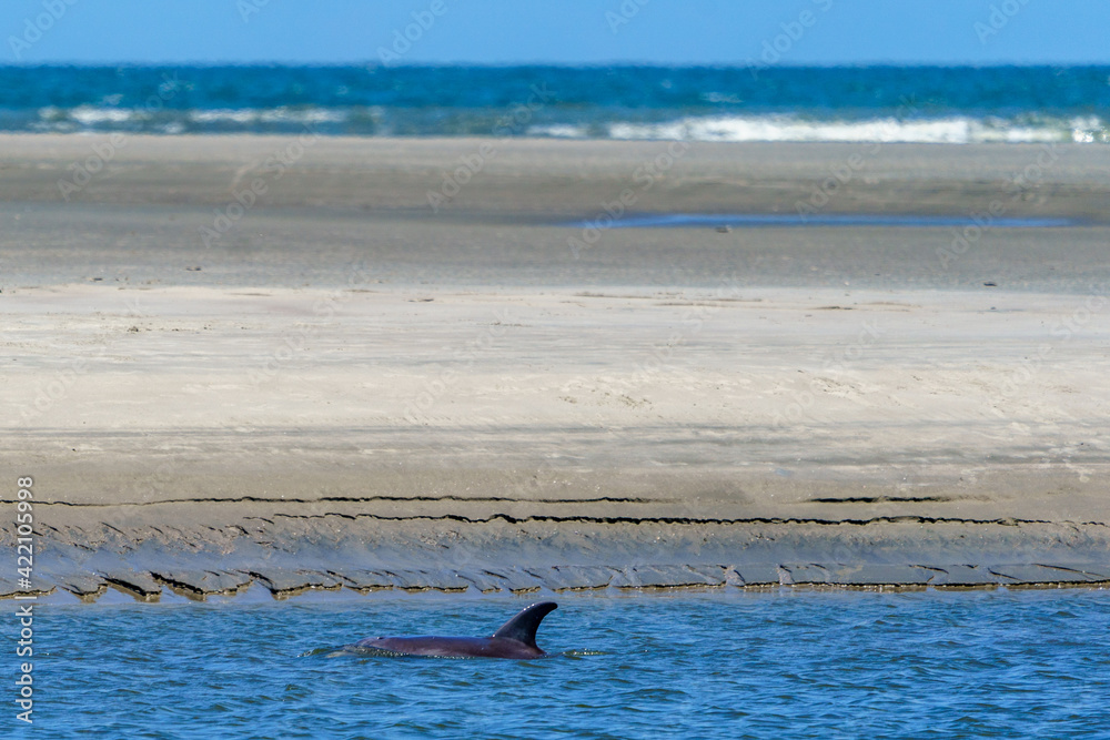 Obraz premium Kiawah River Dolphins Strandfeeding, Viewed From Seabrook Island