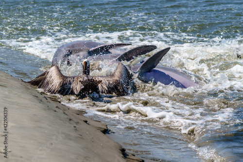 Kiawah River Dolphins Strandfeeding, Viewed From Seabrook Island photo