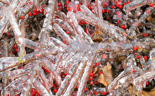 low growing landscape plants with red berries covered with ice after a freezing rain ice storm, focus is soft when looking through ice