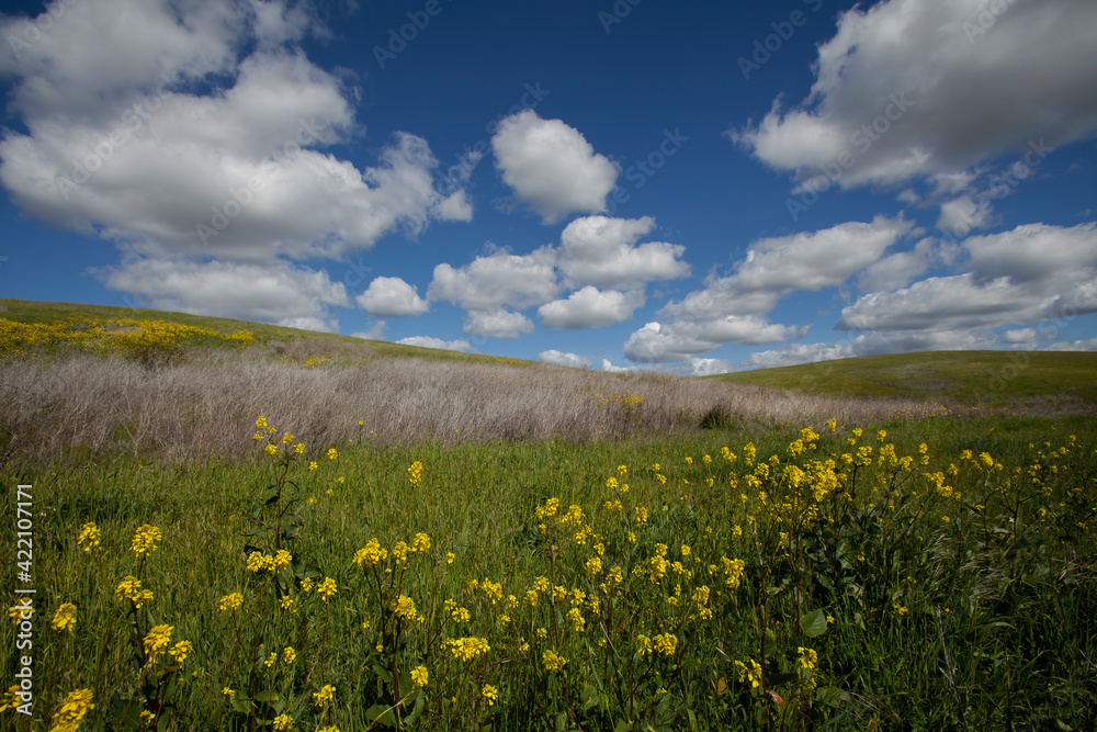 Napa Valley in Spring, California