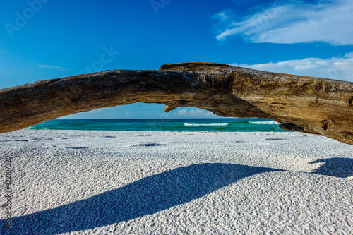 Canvastavla Driftwood On the Beach, Topsail hill Preserve