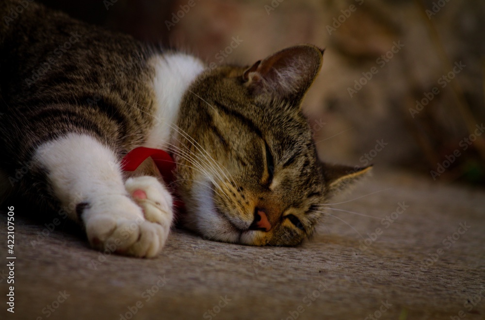 A cat sleeping in front of his house
A cat sleeping in front of his house