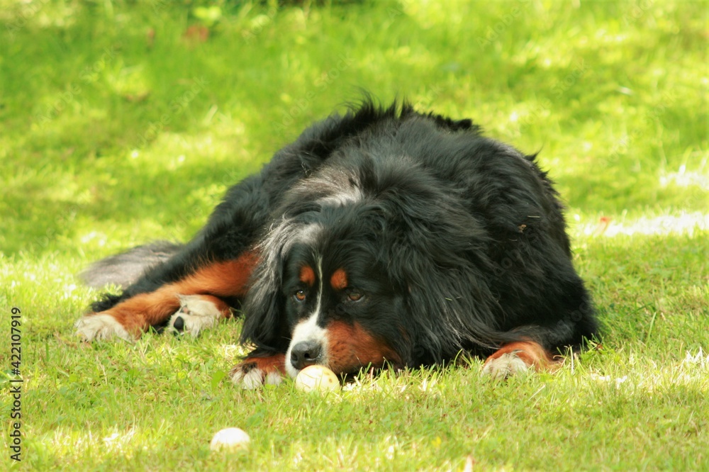 Fototapeta premium bernese mountain dog on the grass