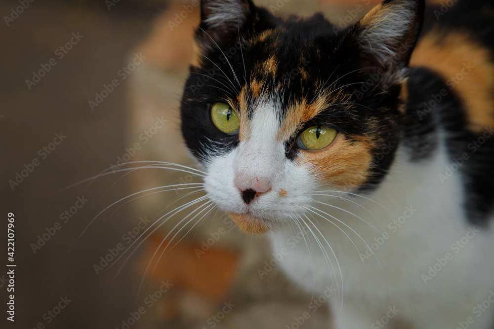 Portrait of tricolor cat with green eyes outdoors. Animal rights, homeless animals concept.