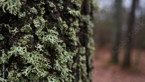 light green moss or lichen