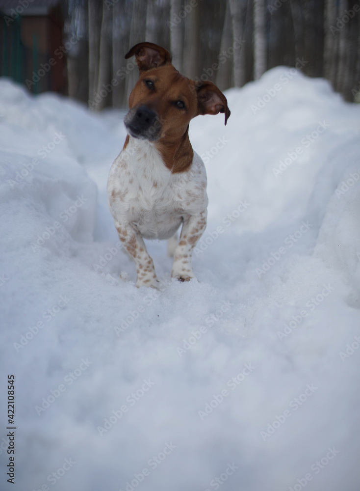 Dog Jack Russell on the street in winter. Dog Jack Russell on the street in winter.