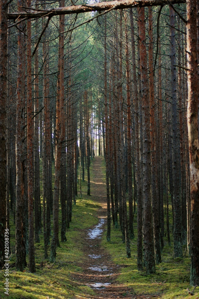 footpath in the woods