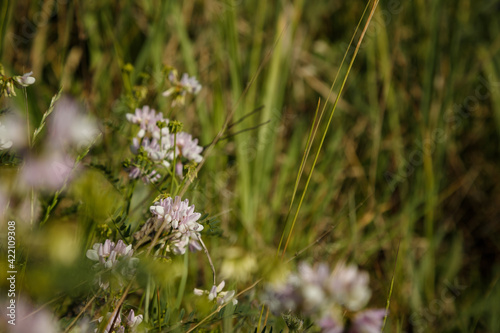 Close up shot of white and pink Vicia cracca, tufted or boreal vetch, cow or bird vetch among green grass.  forage crop for cattle, source of nectar. © elenaseiryk