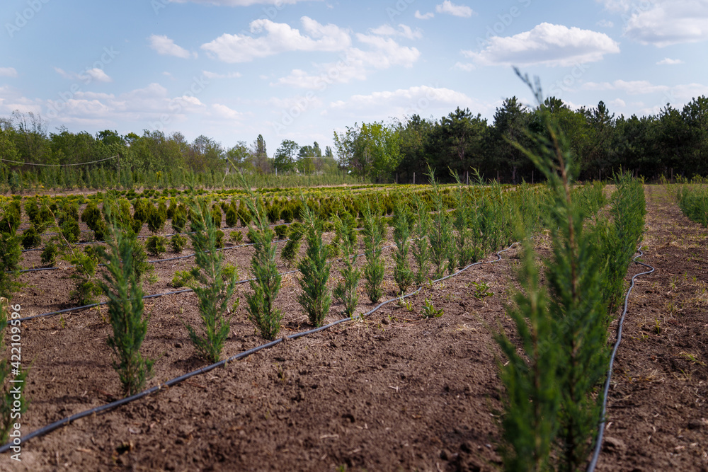 Rows of spruce, thuja, thuya bushes on tree nursery farm. Little coniferous tree seedlings for sale. Decorative plants farm Rows of spruce, thuja, thuya bushes on tree nursery farm. Little coniferous tree seedlings for sale. Decorative plants farm