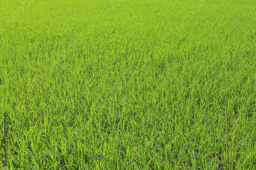 Rice plantation. Homogeneous bright green background - young rice.
