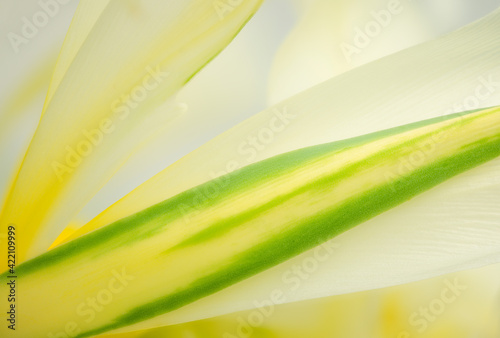 green energy background, floral nature backdrop, macro and close up view